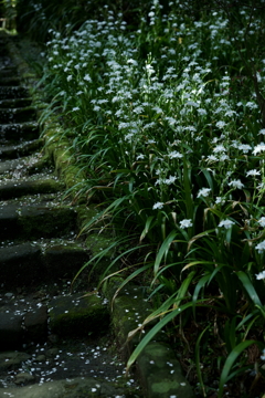 鎌倉散策：花編～春を感じて～
