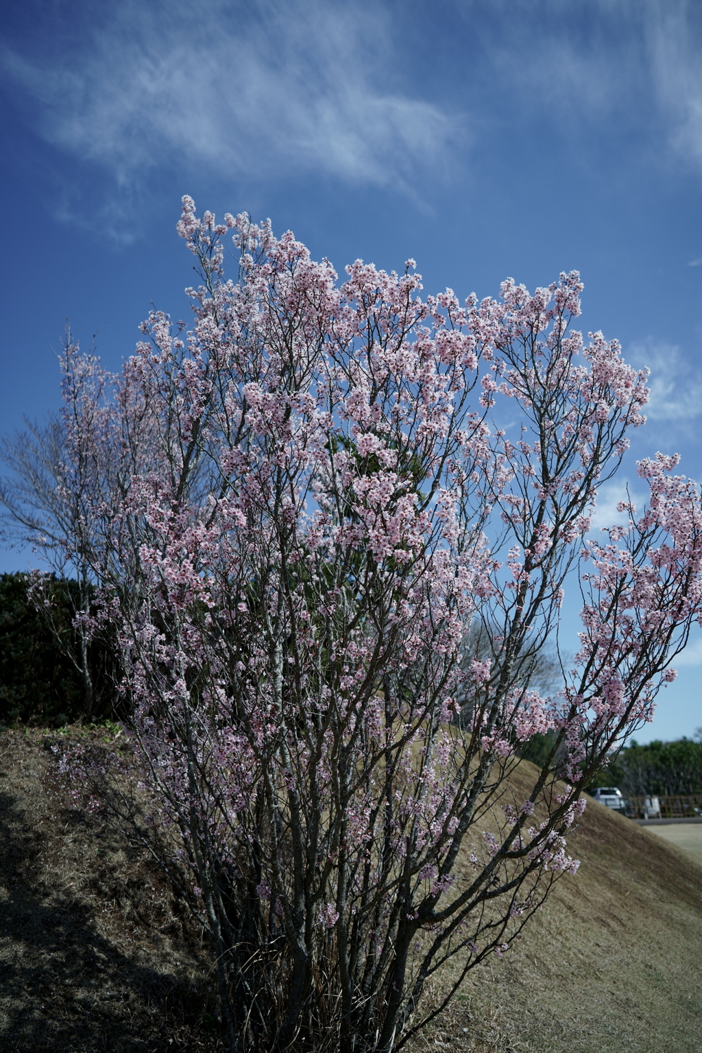 花だより～2021.春～
