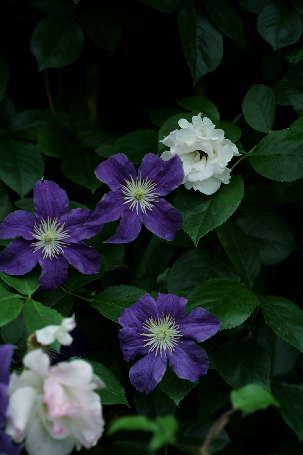 花だより～横浜イングリッシュガーデンにて～
