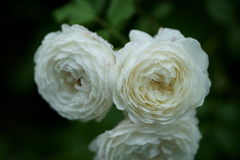 花だより~横浜イングリッシュガーデンにて~