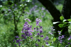 鎌倉散策：花編～春を感じて～