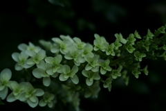 花だより~横浜イングリッシュガーデンにて~