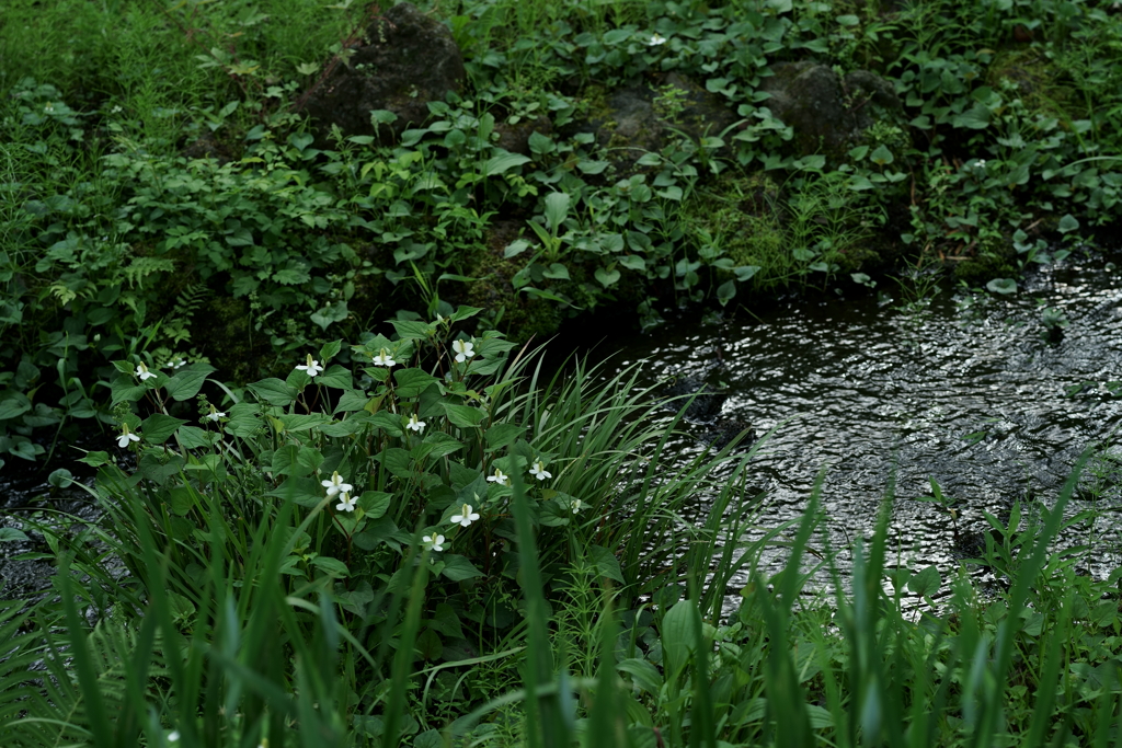 花だより～小田原フラワーガーデンにて～