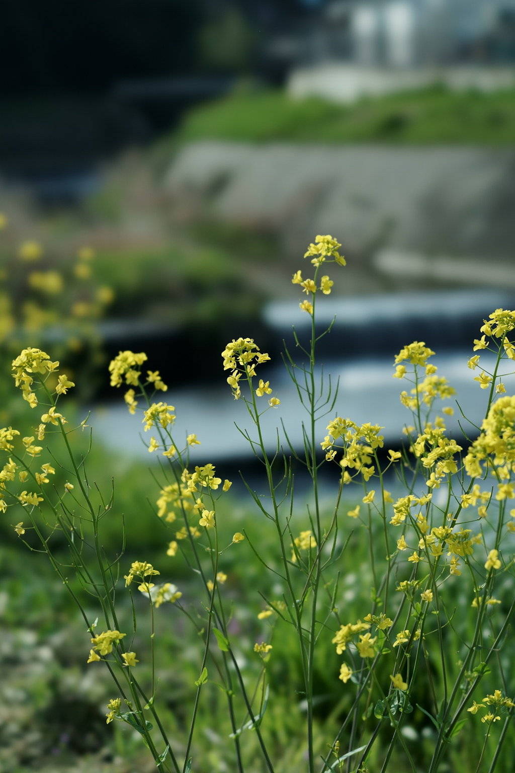 花だより～散歩途中にて：春～