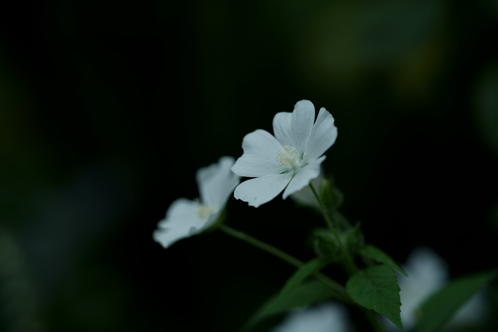 花だより～横浜イングリッシュガーデンより～