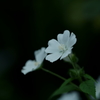 花だより～横浜イングリッシュガーデンより～
