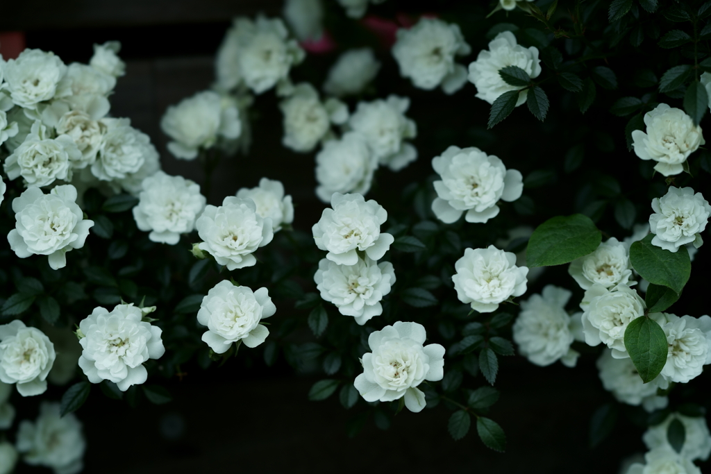 花だより～横浜イングリッシュガーデンにて～