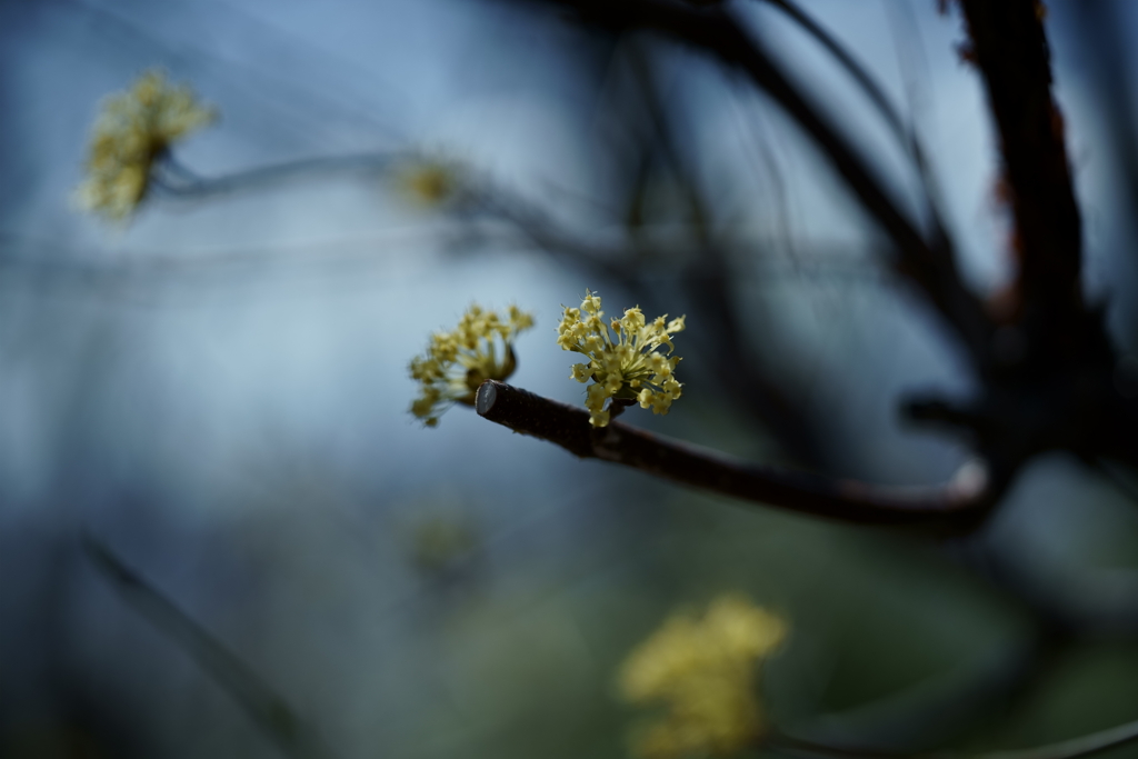 花だより～2021.春～