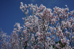 花だより～2021．春～