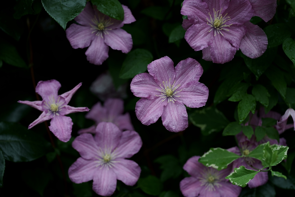 花だより～横浜イングリッシュガーデンにて～