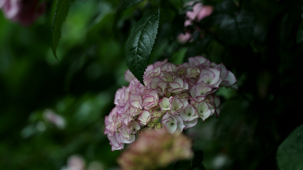 花だより～横浜イングリッシュガーデンにて～