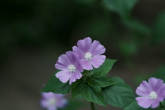 花だより～横浜イングリッシュガーデンにて～