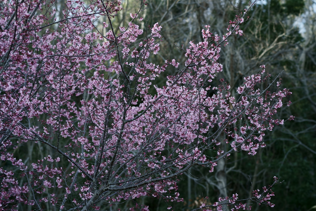 花だより～散歩途中にて：春～