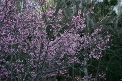 花だより～散歩途中にて：春～