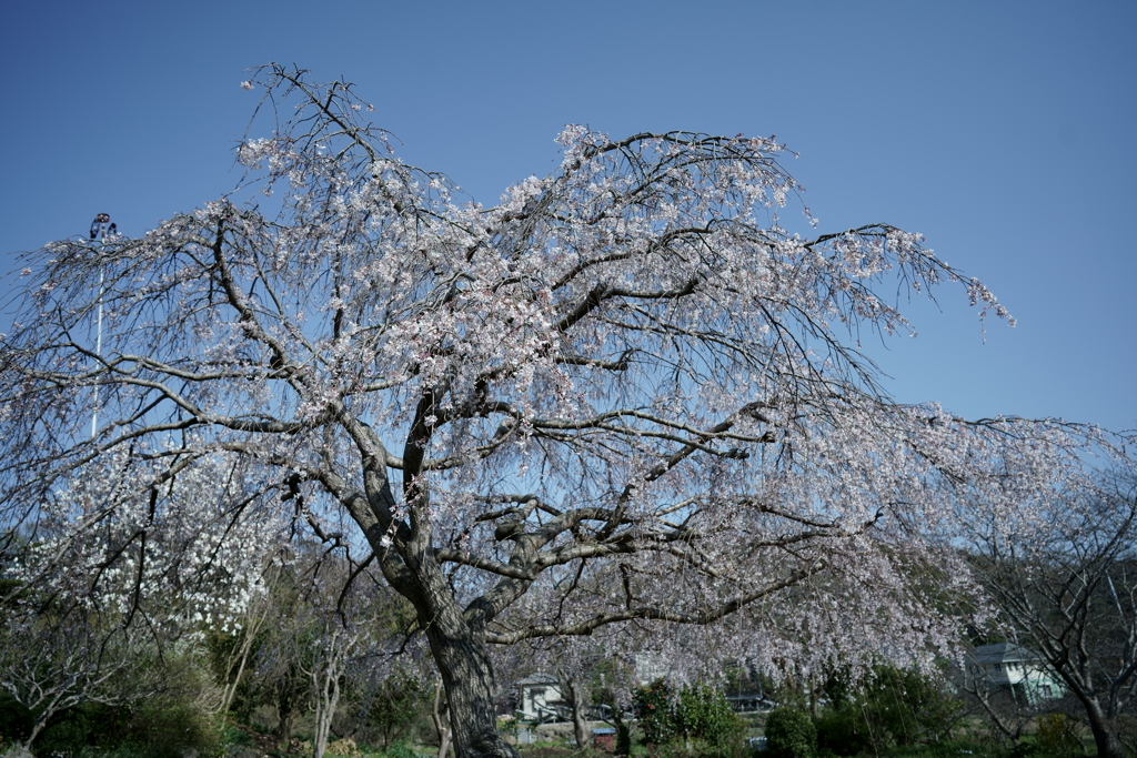 花だより～散歩途中にて：春～