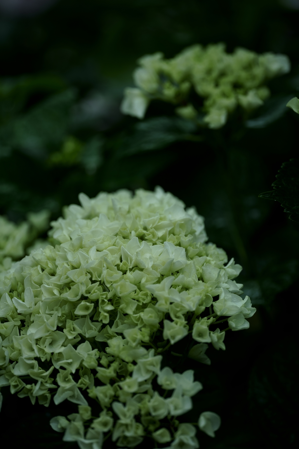 花だより～横浜イングリッシュガーデンにて～