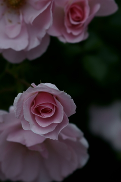 花だより～小田原フラワーガーデンにて～