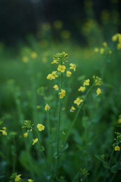 花だより~散歩途中にて:春~