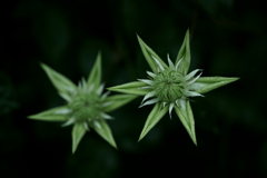 花だより~横浜イングリッシュガーデンにて~