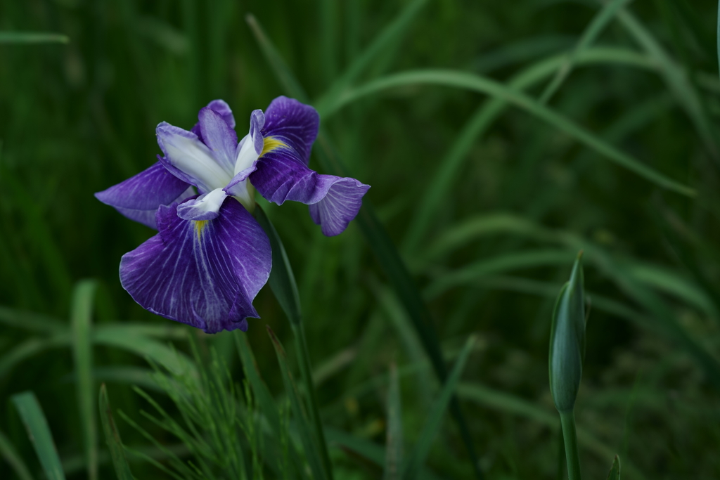 花だより～小田原フラワーガーデンにて～
