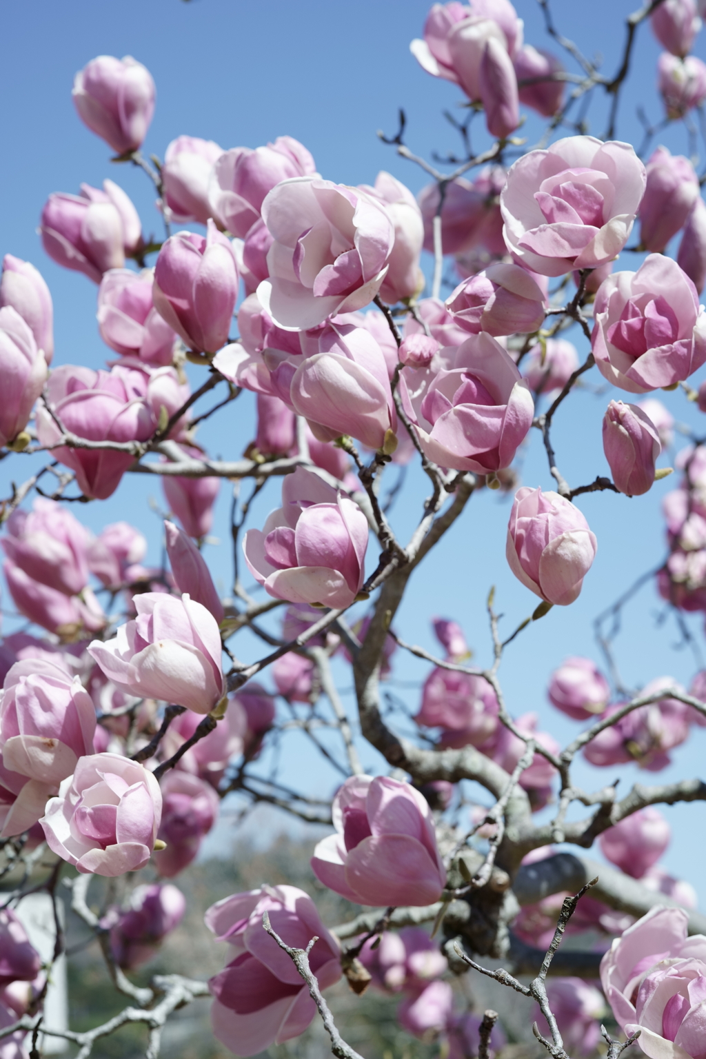 花だより～2021．春～