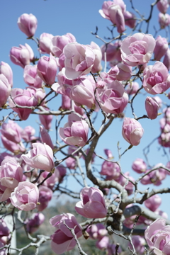 花だより～2021．春～