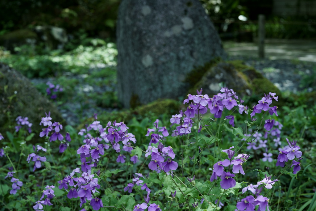 鎌倉散策：花編～春を感じて～