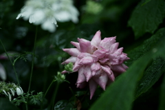 花だより~横浜イングリッシュガーデンにて~