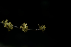 花だより～2021.春～