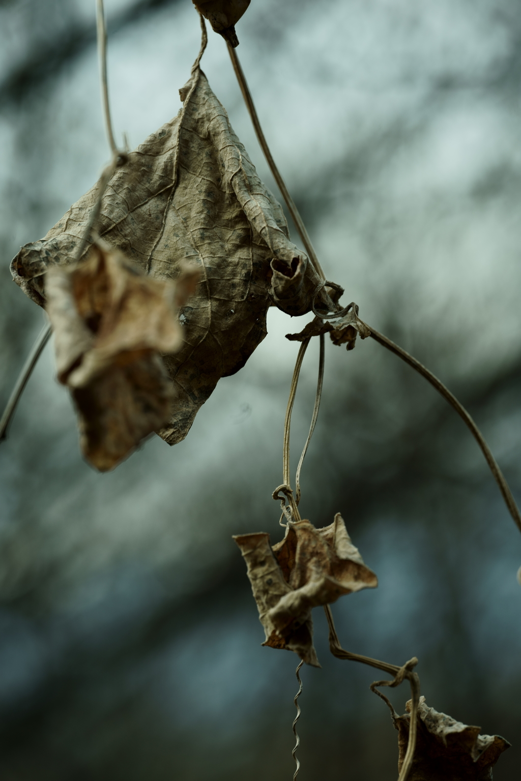 散歩途中にて～朽ちていく者たちへ～