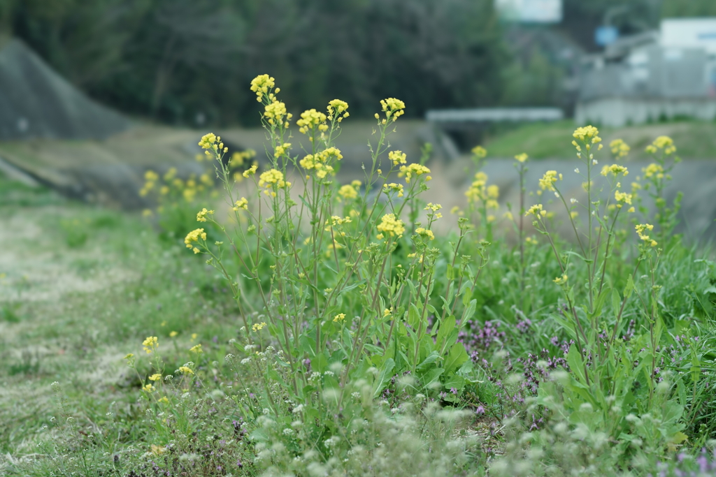 花だより～散歩途中にて～
