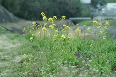 花だより~散歩途中にて~