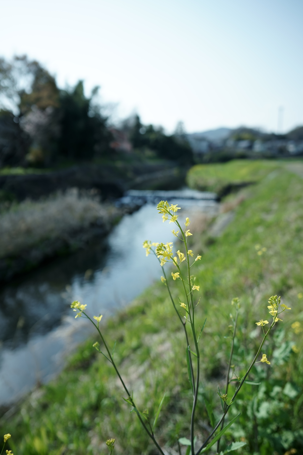 花だより～散歩途中にて：春～