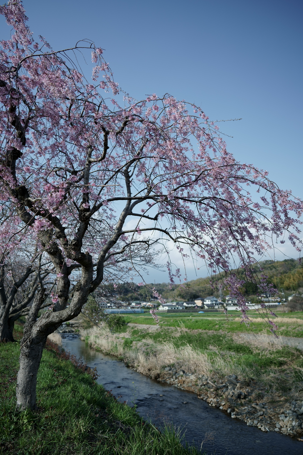 花だより～散歩途中にて：春～