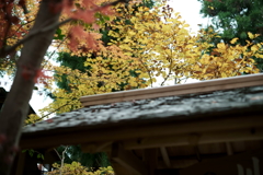 鎌倉散策にて～晩秋～