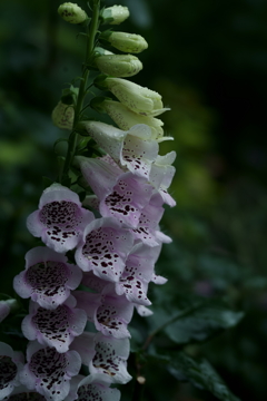 花だより~横浜イングリッシュガーデンにて~