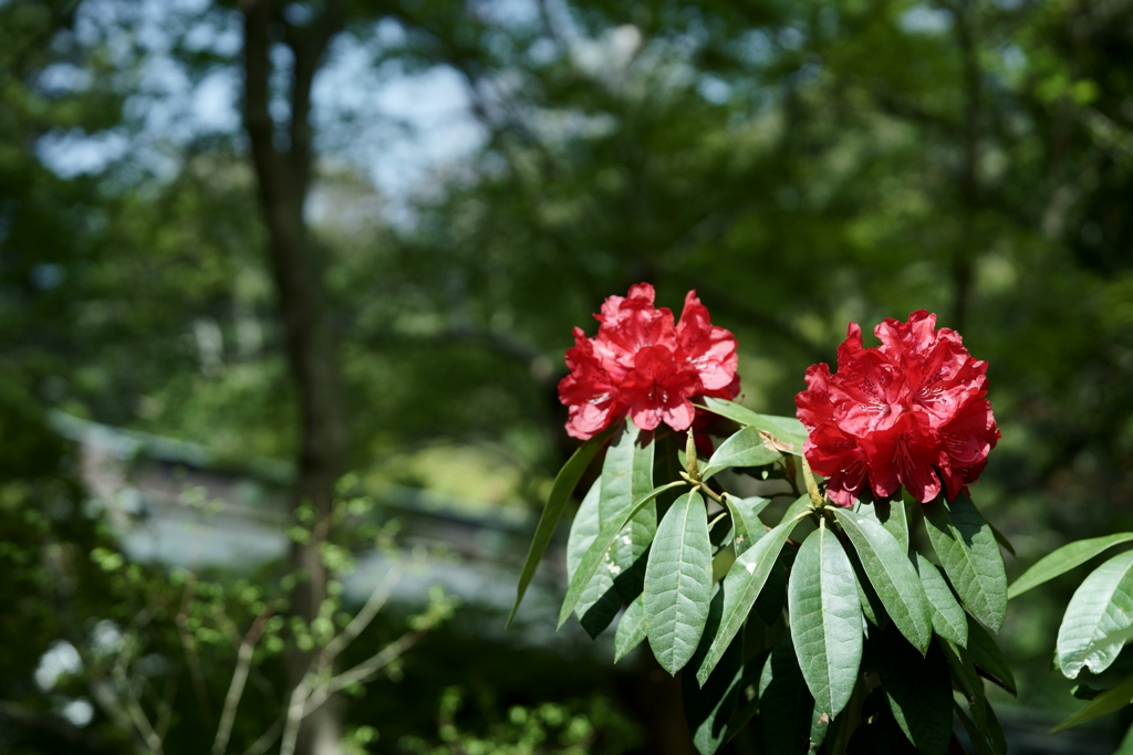 鎌倉散策：花編～春を感じて～