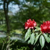 鎌倉散策：花編～春を感じて～