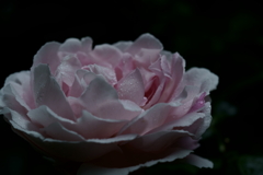 花だより~横浜イングリッシュガーデンにて~