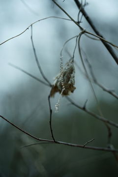 散歩途中にて~朽ちていく者たちへ~