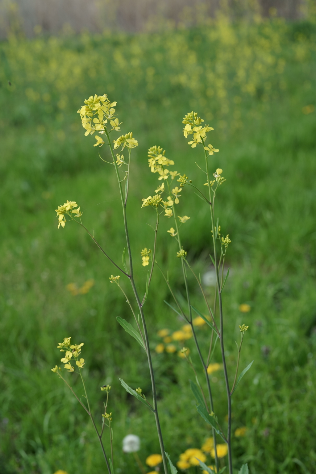 花だより～散歩途中にて：春～