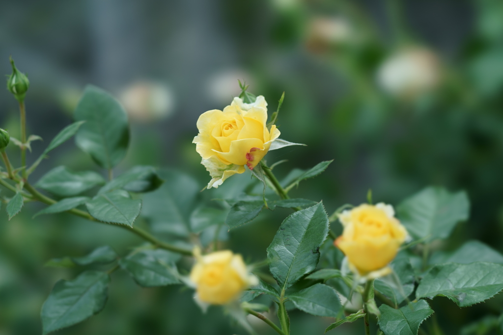 花だより～小田原フラワーガーデンにて～