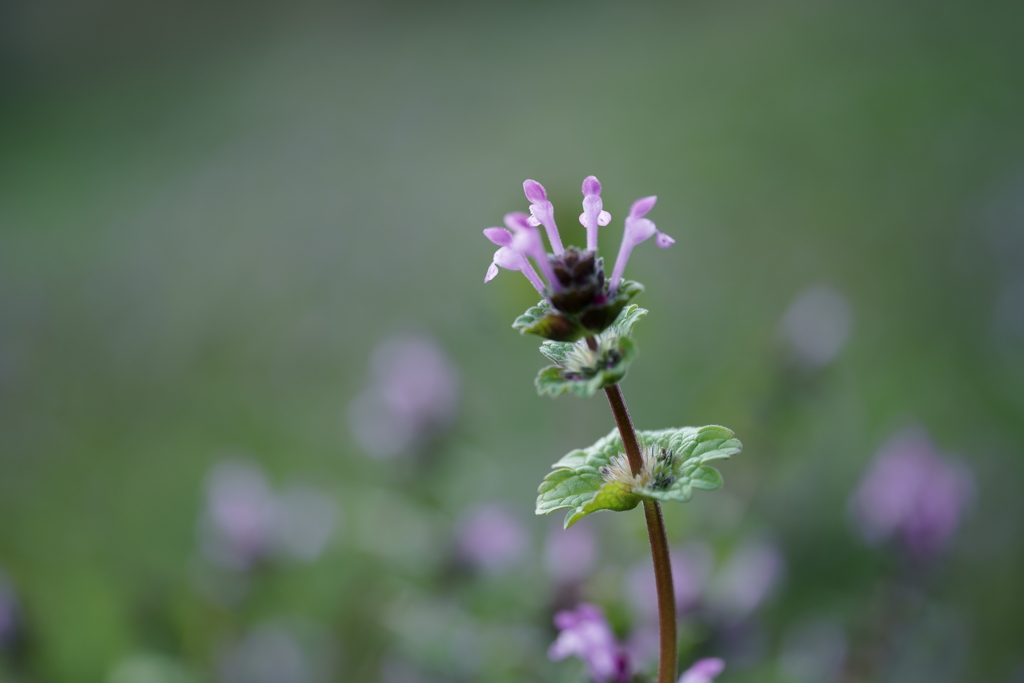 花だより～散歩途中にて：春～