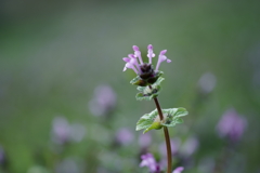 花だより～散歩途中にて：春～