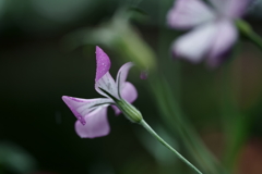 花だより~横浜イングリッシュガーデンにて~