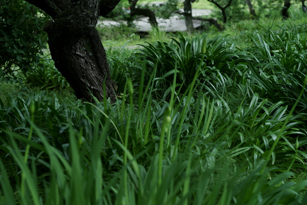 花だより～小田原フラワーガーデンにて～