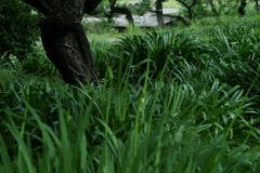 花だより~小田原フラワーガーデンにて~