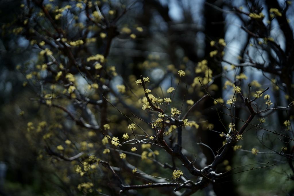 花だより～2021.春～