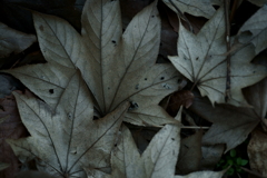 散歩途中にて~朽ちていく者たちへ~