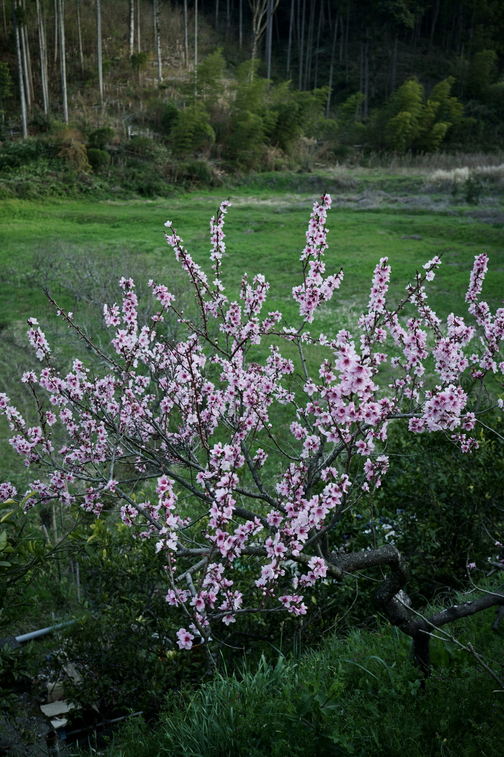 花だより～散歩途中にて：春～